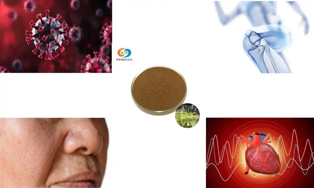 Epimedium Grandiflorum Extract: Uses, Benefits, and Precautions